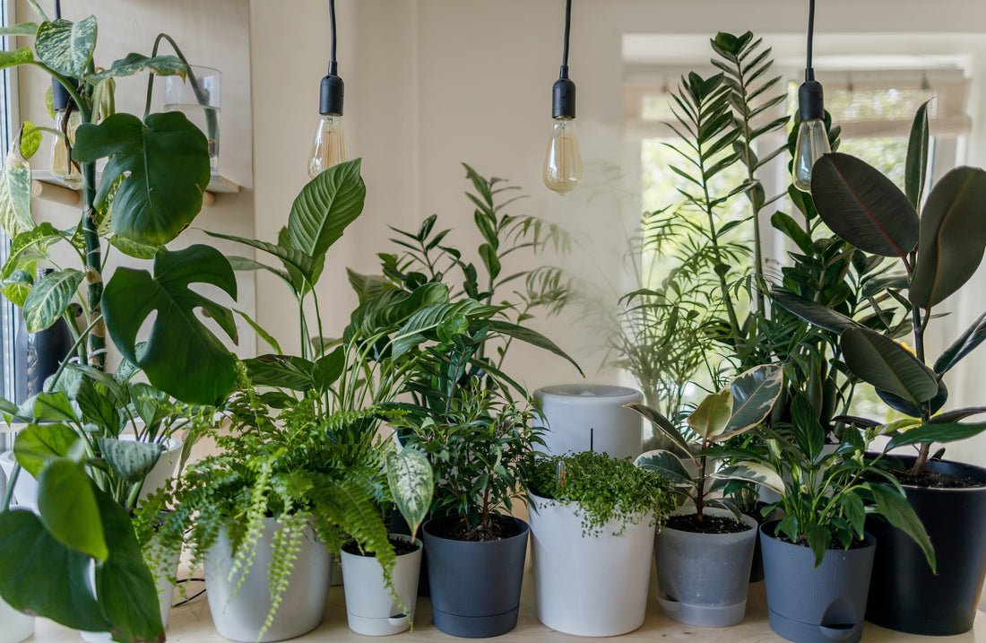 5 plants that take as much as they give